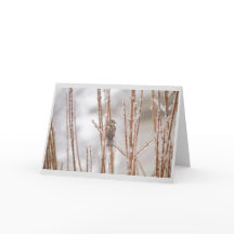 Christmas Animal Bird Sparrow on an Iced Branch