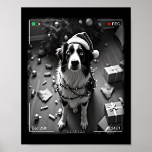 Christmas Australian Shepherd Caught On Camera Poster