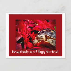 Christmas Baby Sulcata Turtle and red poinsettias Postcard