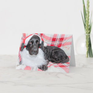 Christmas Bah Humbug Card