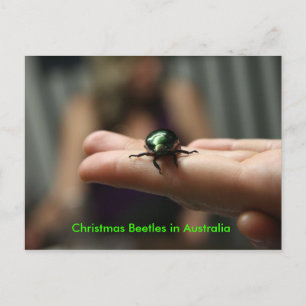 Christmas Beetle Holiday Postcard