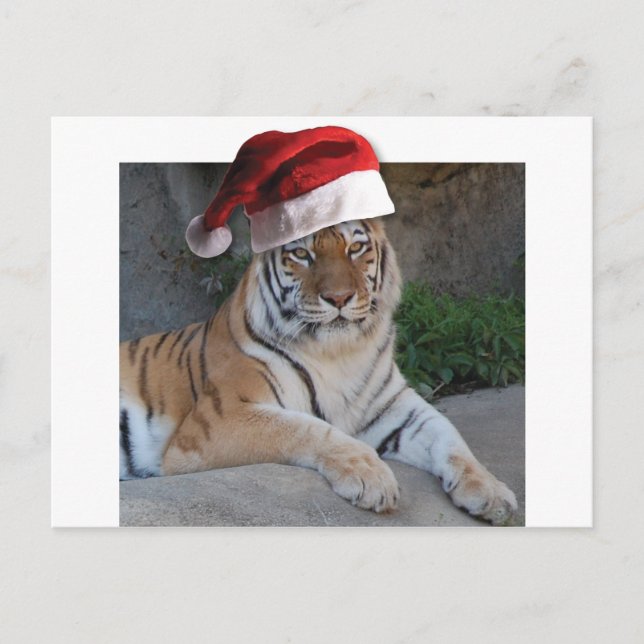 Christmas Bengal Tiger Holiday Postcard (Front)