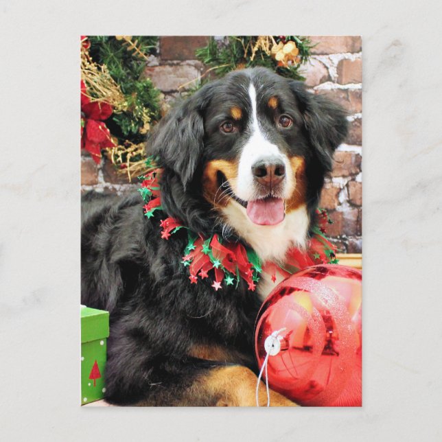 Christmas - Bernese Mountain Dog - Chloe Holiday Postcard (Front)