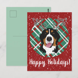 Christmas Bernese Mountain Dog  Postcard