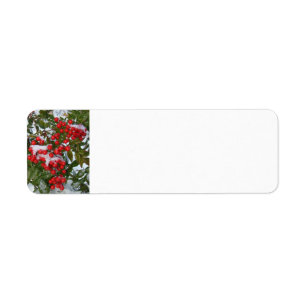 Christmas Berries