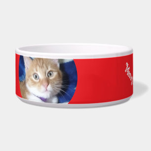 Christmas, Best Cat Ever , Cat Photo ,