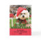Christmas - Bichon Frise - Daisy