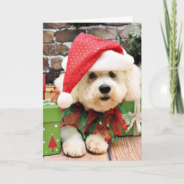 Christmas - Bichon Frise - Daisy Holiday Card (Front)