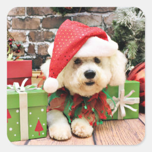 Christmas - Bichon Frise - Daisy Square Sticker
