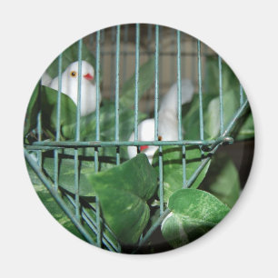 Christmas Birds Magnet