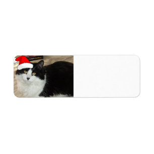 Christmas Black and White Cat