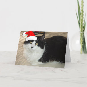 Christmas Black and White Cat Holiday Card