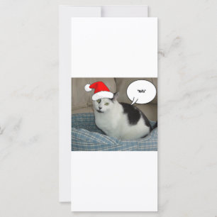 Christmas Black and White Kitten