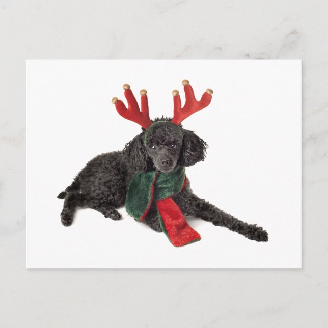 Christmas Black Toy Poodle Dog Dressed as Reindeer Holiday Postcard (Front)