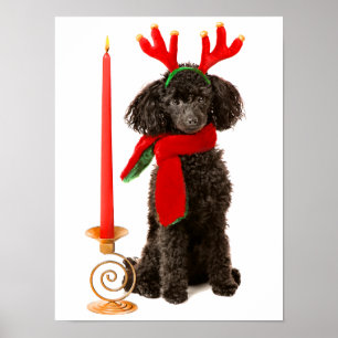 Christmas Black Toy Poodle Dog Dressed as Reindeer Poster
