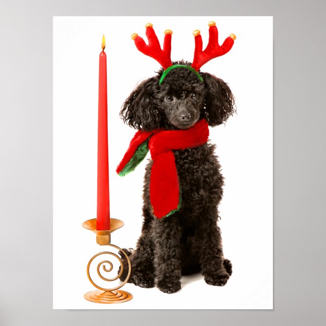 Christmas Black Toy Poodle Dog Dressed as Reindeer Poster (Front)