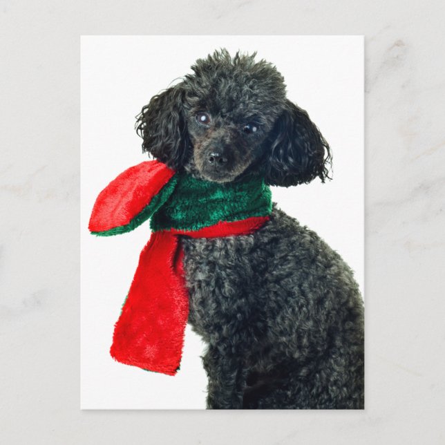 Christmas Black Toy Poodle Dog Reindeer Red Scarf Holiday Postcard (Front)