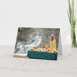 Christmas Blue Jay Christmas Card