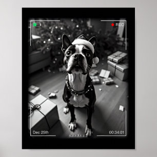 Christmas Boston Terrier Caught On Camera Poster