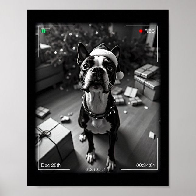 Christmas Boston Terrier Caught On Camera  Poster (Front)