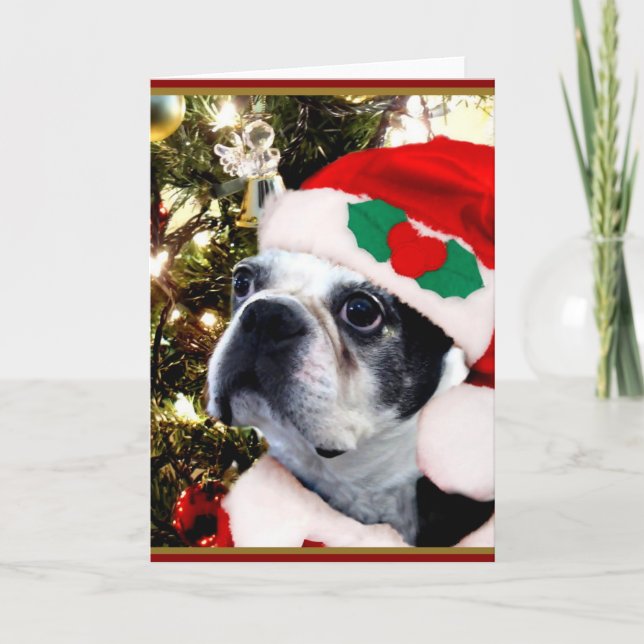 Christmas Boston terrier Holiday Card (Front)