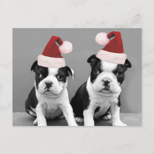 Christmas Boston Terriers Holiday Postcard