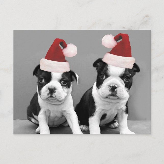 Christmas Boston Terriers Holiday Postcard (Front)