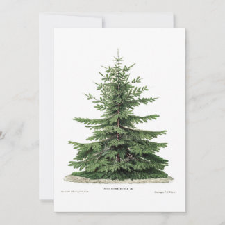 Christmas Botanical Pine Tree Greeting Card