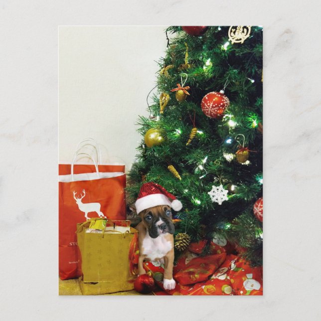 Christmas boxer puppy holiday postcard (Front)