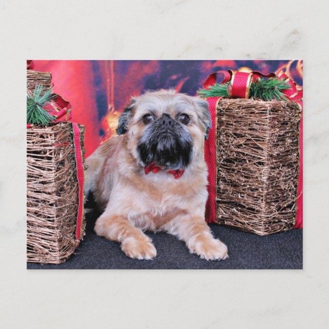 Christmas - Brussels Griffon - Oliver Holiday Postcard (Front)