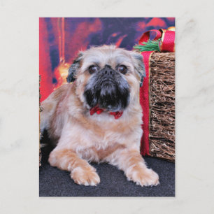 Christmas - Brussels Griffon - Oliver Holiday Postcard