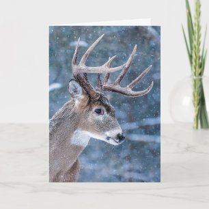 Christmas Buck Holiday Card