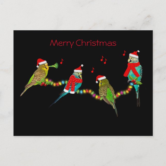 Christmas Budgie Frenzy Postcard (Front)
