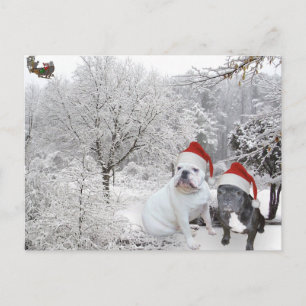 Christmas bulldogs 1 holiday postcard