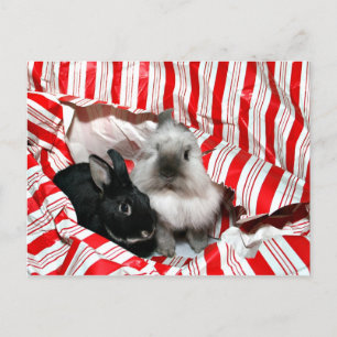 Christmas bunnies holiday postcard