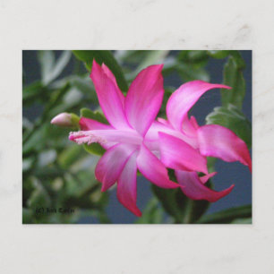 Christmas Cactus #01 Holiday Postcard