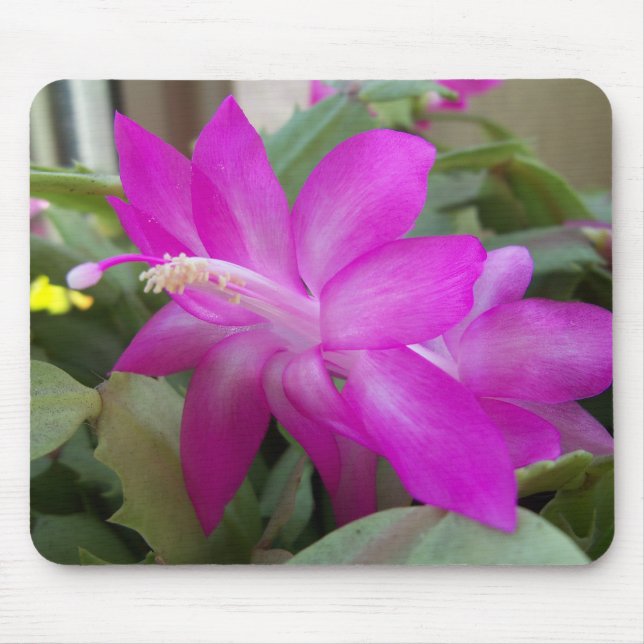 Christmas cactus bloom mouse mat (Front)