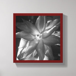 christmas cactus canvas print