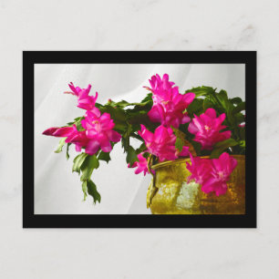 Christmas Cactus Closeup Holiday Postcard