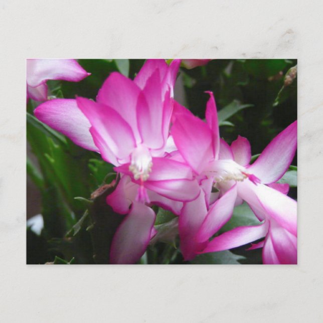 Christmas Cactus Flowers Postcard (Front)