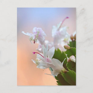 Christmas Cactus Holiday Postcard