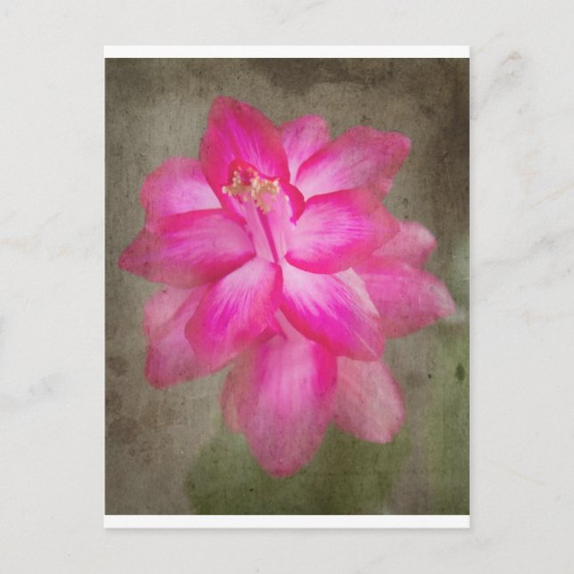 Christmas Cactus Holiday Postcard (Front)