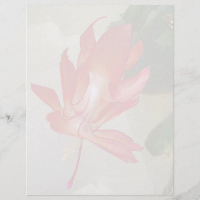 Christmas Cactus Letterhead (Front)