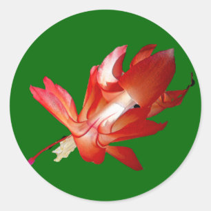 Christmas Cactus Merry Christmas Series Classic Round Sticker