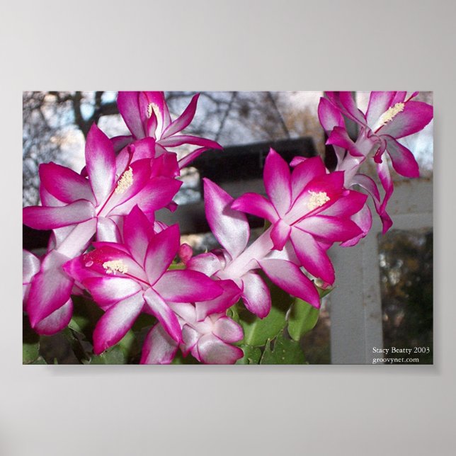 Christmas Cactus Poster (Front)