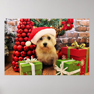 Christmas - Cairn Terrier - Roxy Poster