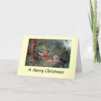 Christmas Card - Bullfinches