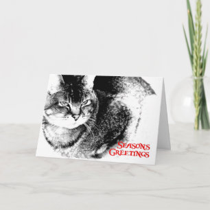 Christmas Card - Half-Burmese Cat