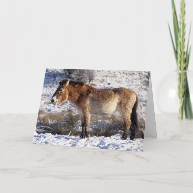 Christmas card - Przewalski horse 6 (Front)