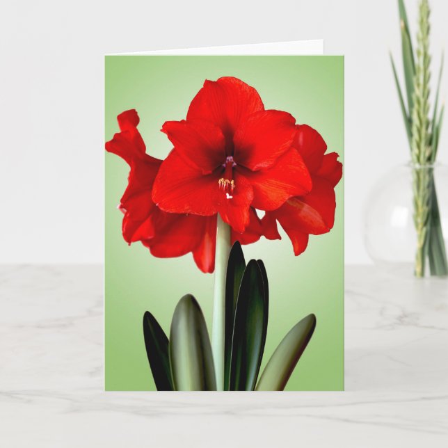 Christmas Card Red Christmas Amaryllis (Front)